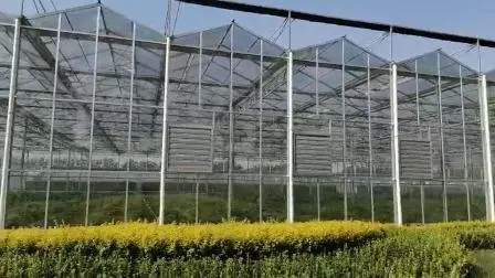 Barato/Agricultura/Fazenda/Policarbonato/Vidro/Estufa Multi-Span com Sistema Hidropônico de Irrigação para Morango/Legumes/Flores/Tomate/Pimenta